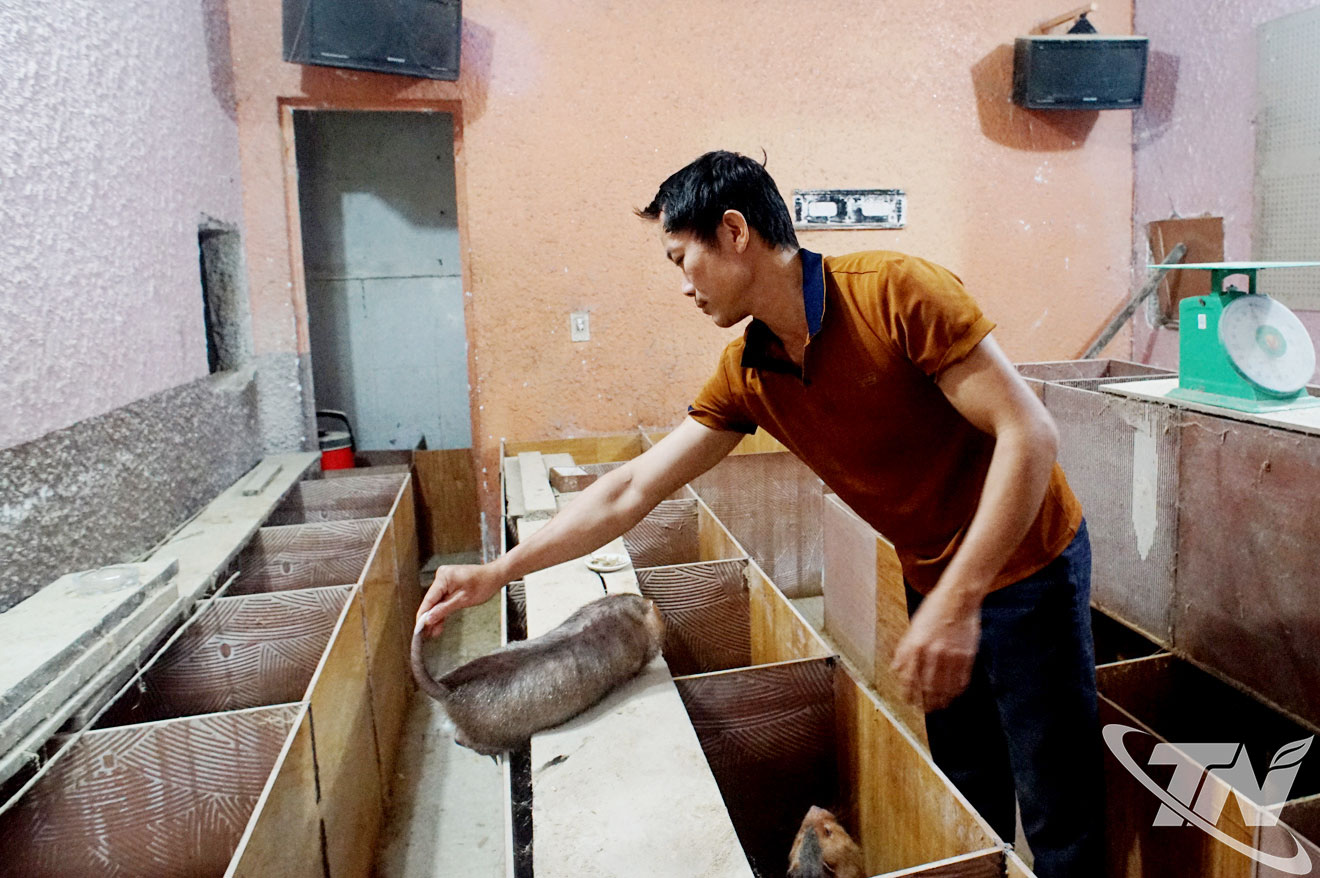 Thái Nguyên: Hướng đi mới hiệu quả từ nuôi dúi rừng