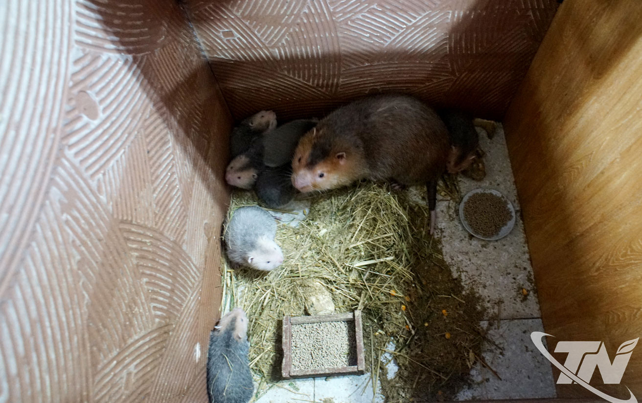 Thái Nguyên: Hướng đi mới hiệu quả từ nuôi dúi rừng