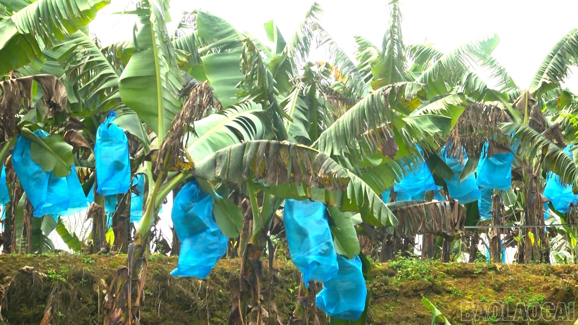 Lào Cai: Phát triển nông nghiệp hàng hóa gắn với chuỗi giá trị - hướng đi bền vững của Mường Khương