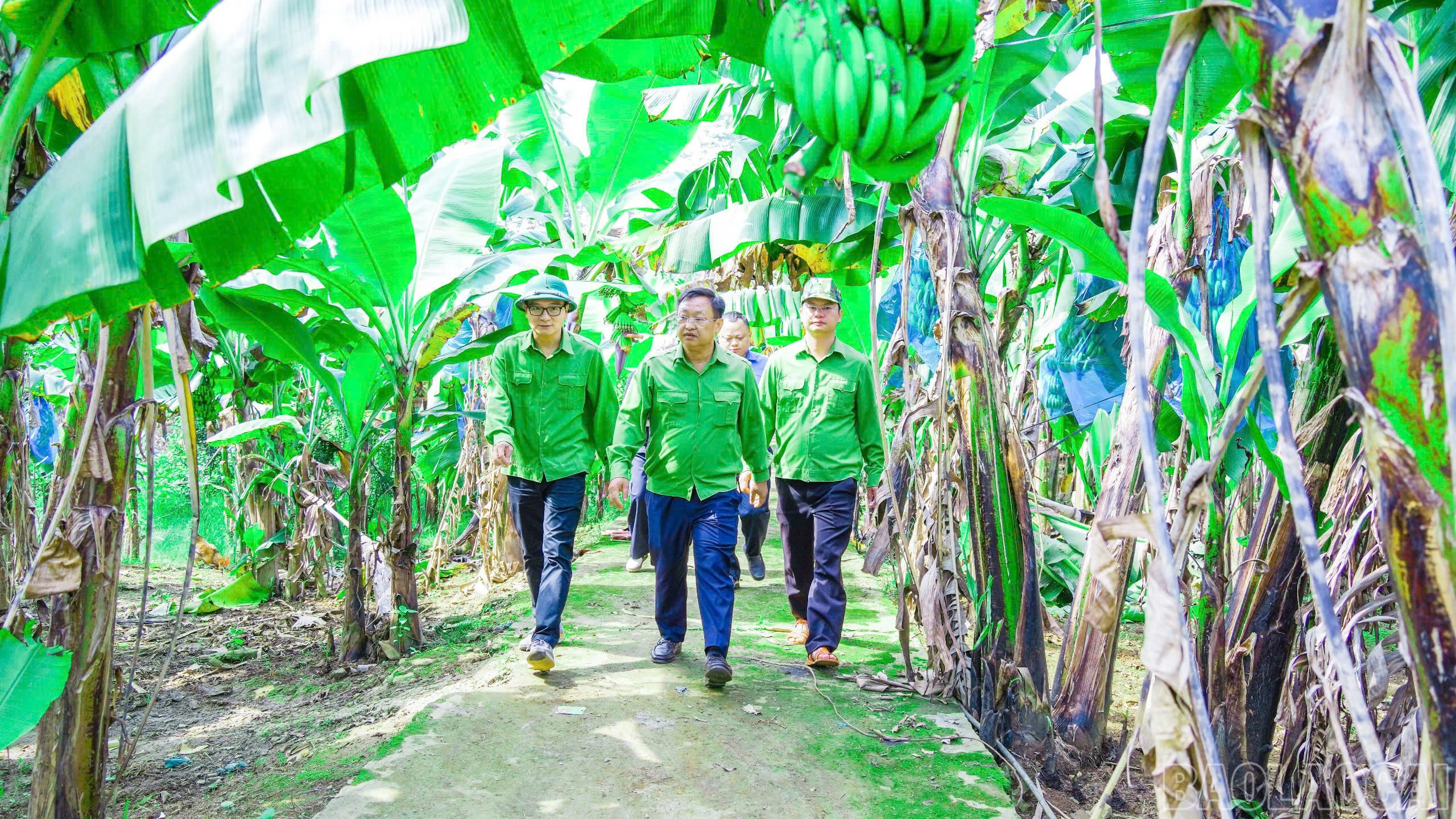 Lào Cai: Phát triển nông nghiệp hàng hóa gắn với chuỗi giá trị - hướng đi bền vững của Mường Khương