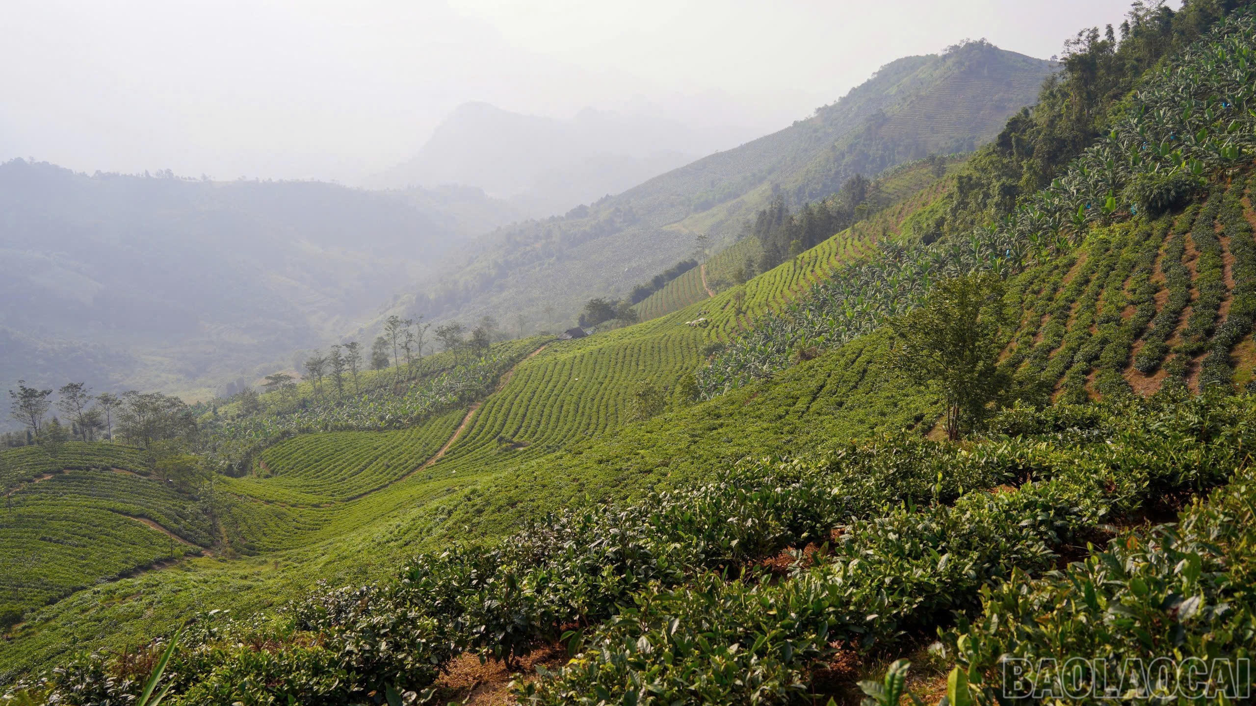 Lào Cai: Phát triển nông nghiệp hàng hóa gắn với chuỗi giá trị - hướng đi bền vững của Mường Khương