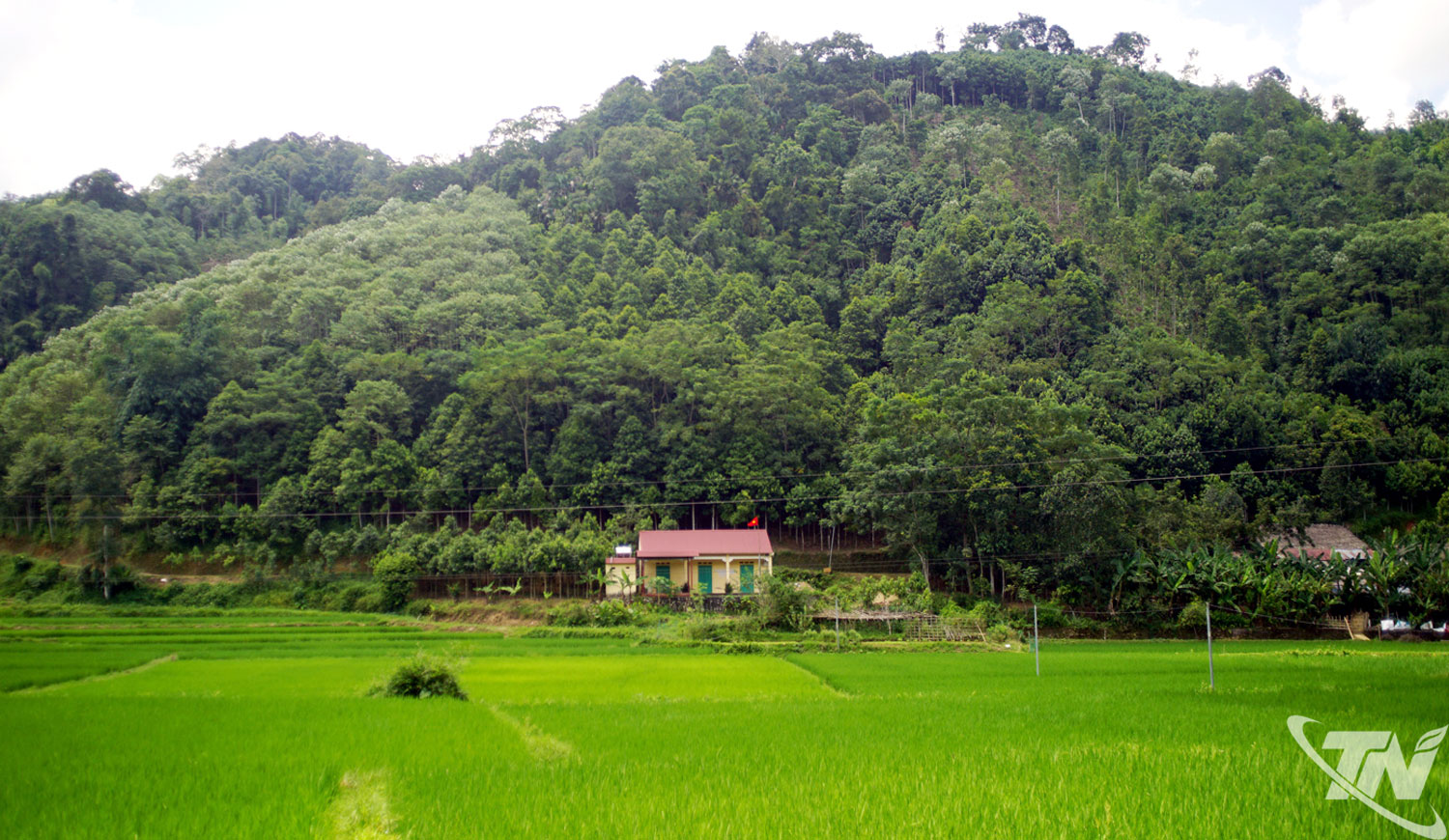 Thái Nguyễn: Nghĩa Tá phát huy hiệu quả kinh tế rừng Thái Nguyễn: Nghĩa Tá phát huy hiệu quả kinh tế rừng