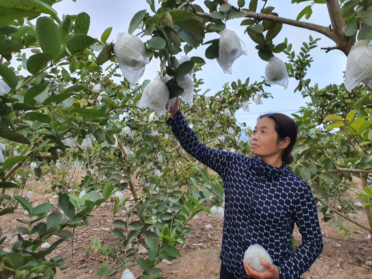 Đắk Lắk: Trồng ổi - hướng phát triển kinh tế mới ở M’Drắk