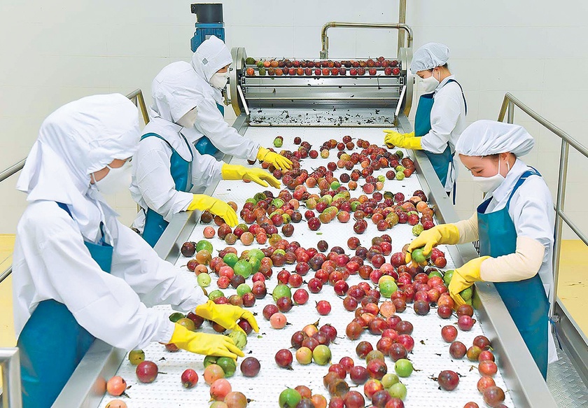 Gia Lai: Nâng cao chuỗi giá trị cây ăn quả Gia Lai: Nâng cao chuỗi giá trị cây ăn quả ảnh 1