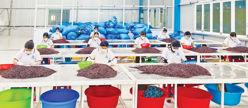 Gia Lai: Nâng cao chuỗi giá trị cây ăn quả Gia Lai: Nâng cao chuỗi giá trị cây ăn quả ảnh 2