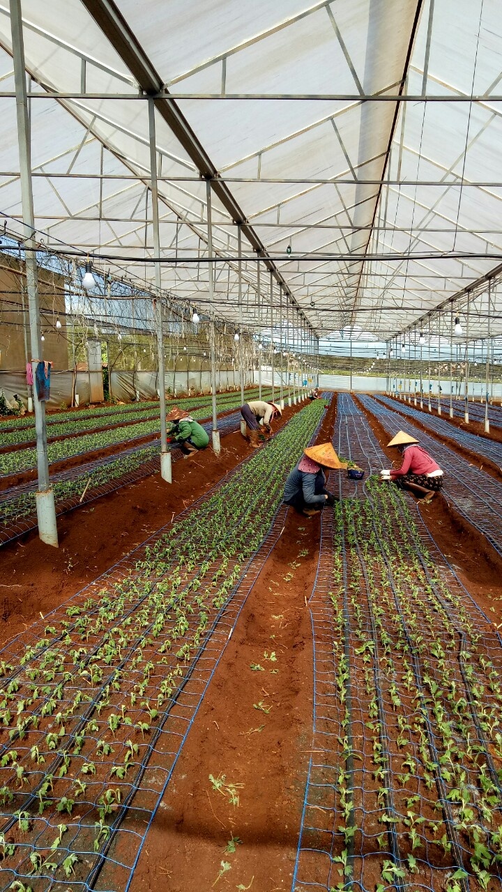 Đak Đoa triển khai dự án trồng hoa cúc trong nhà lồng ảnh 1