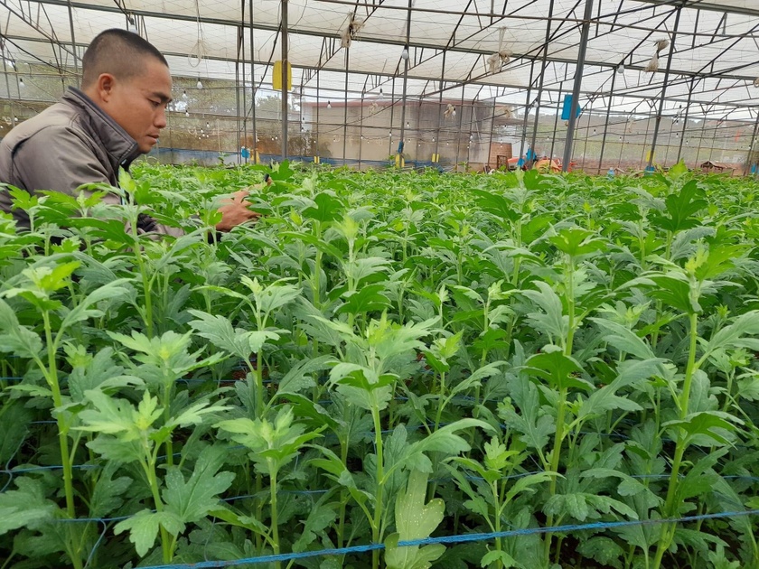 Đak Đoa triển khai dự án trồng hoa cúc trong nhà lồng ảnh 2
