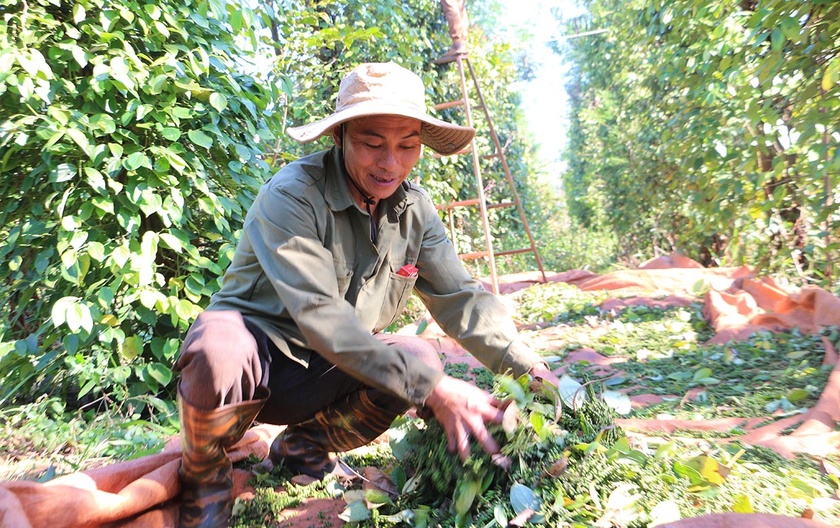 Gia Lai: Tìm lại vị thế cây hồ tiêu Tìm lại vị thế cây hồ tiêu Gia Lai ảnh 2