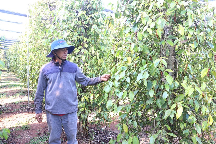 Gia Lai: Tìm lại vị thế cây hồ tiêu Tìm lại vị thế cây hồ tiêu Gia Lai ảnh 1
