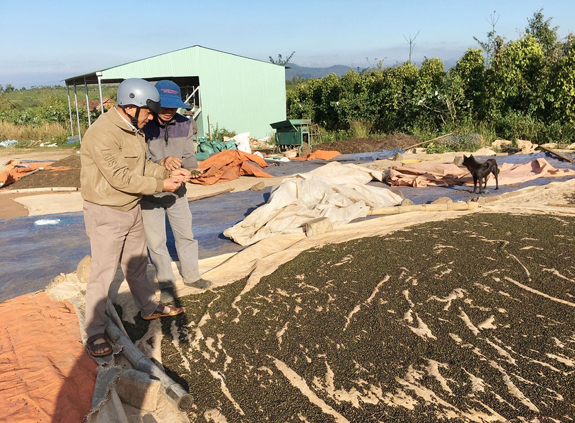 Gia Lai: Tìm lại vị thế cây hồ tiêu Tìm lại vị thế cây hồ tiêu Gia Lai ảnh 3