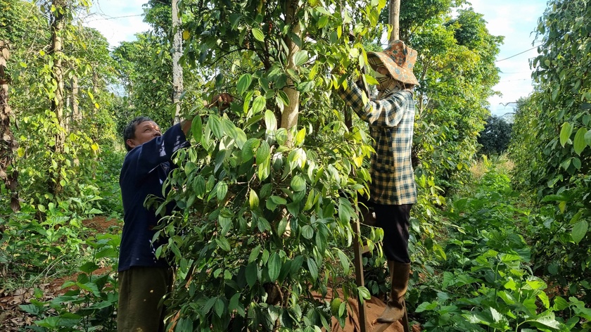 Gia Lai: Nông dân tất bật vào vụ thu hoạch hồ tiêu Nông dân Gia Lai tất bật vào vụ thu hoạch hồ tiêu ảnh 1
