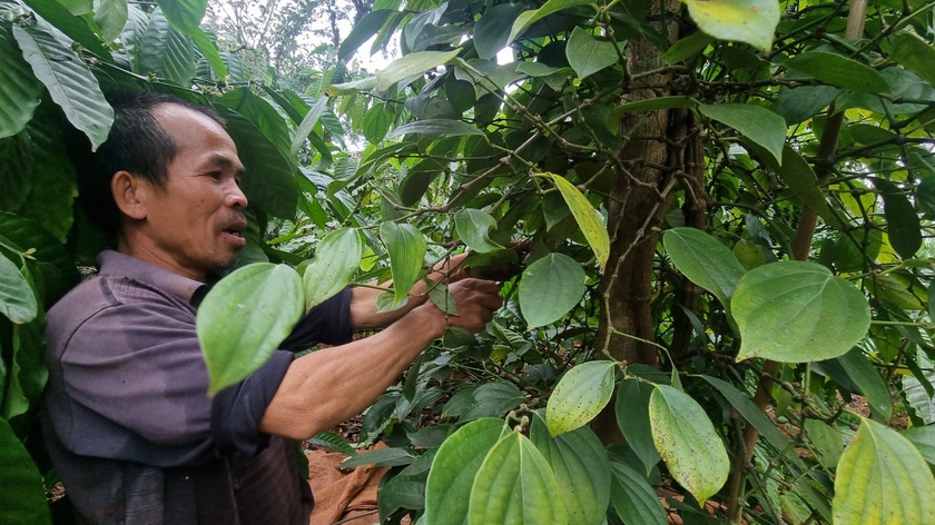 Gia Lai: Nông dân tất bật vào vụ thu hoạch hồ tiêu Nông dân Gia Lai tất bật vào vụ thu hoạch hồ tiêu ảnh 2