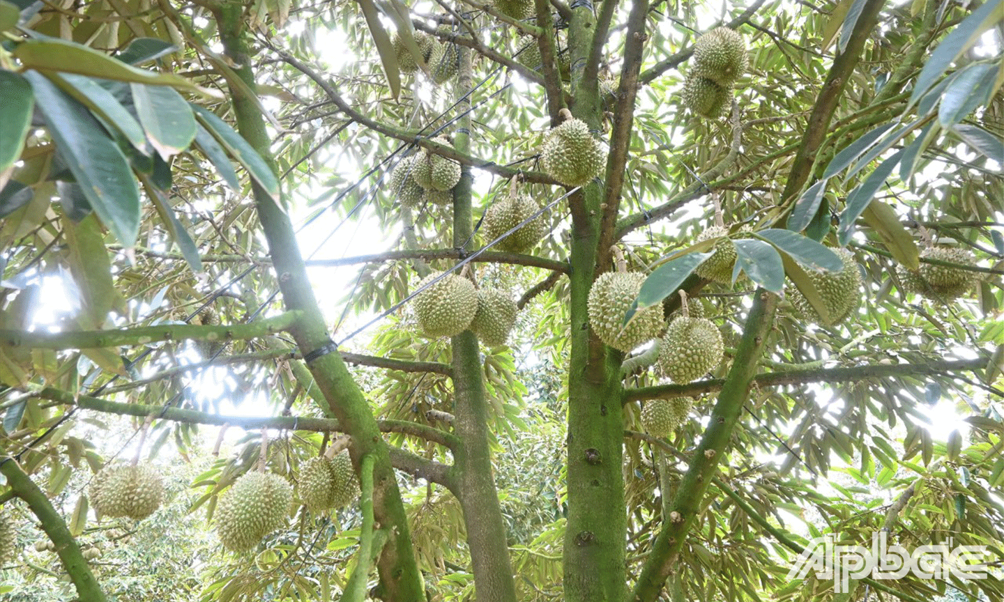 Tiền Giang: Sầu riêng hút hàng, giá tăng cao