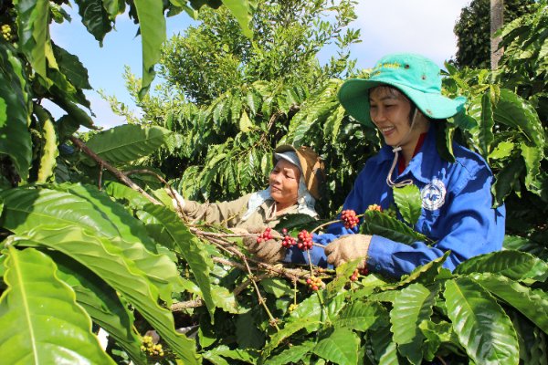Đắk Lắk: Lễ hội Cà phê Buôn Ma Thuột nâng tầm hợp tác đa chiều