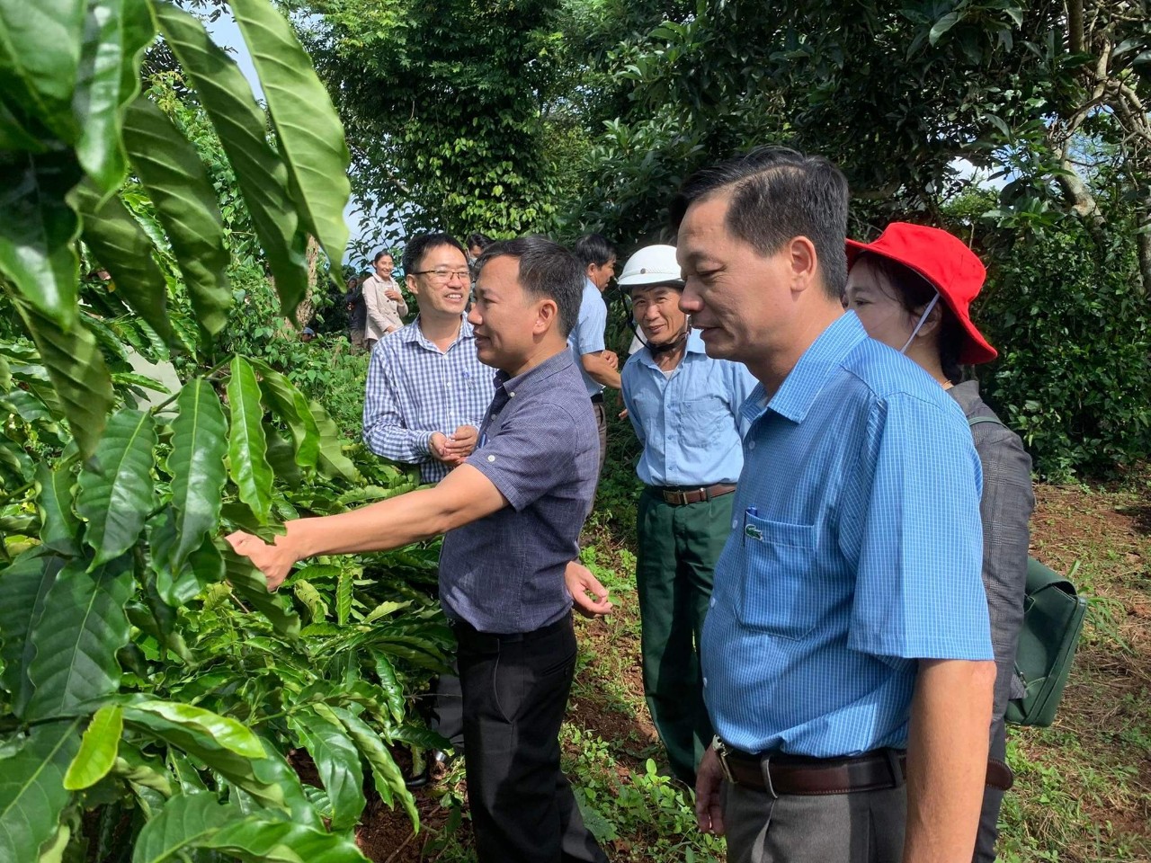 Đắk Lắk: Kết nối nâng cao chuỗi giá trị cà phê Đắk Lắk: Kết nối nâng cao chuỗi giá trị cà phê