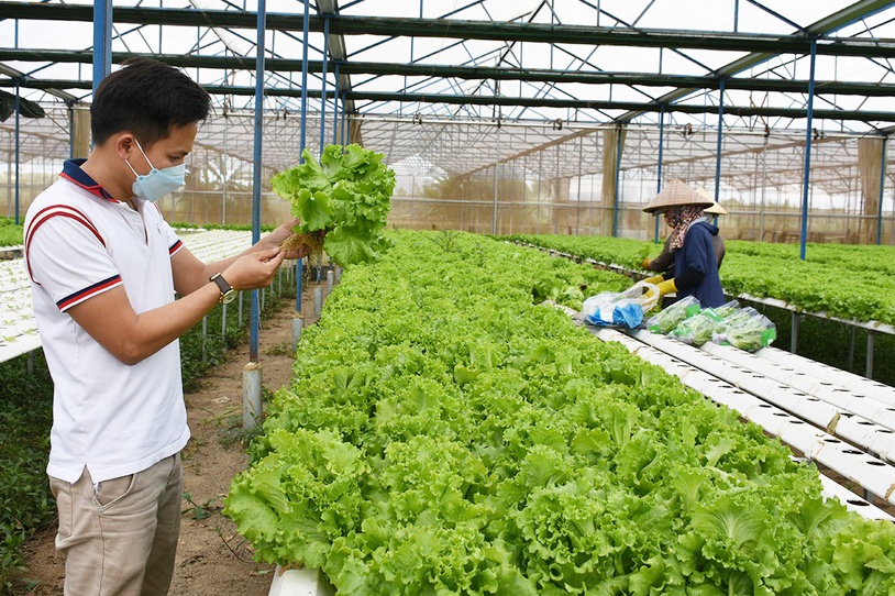 Nhiều triển vọng trong phát triển ngành hàng rau quả  ảnh 1