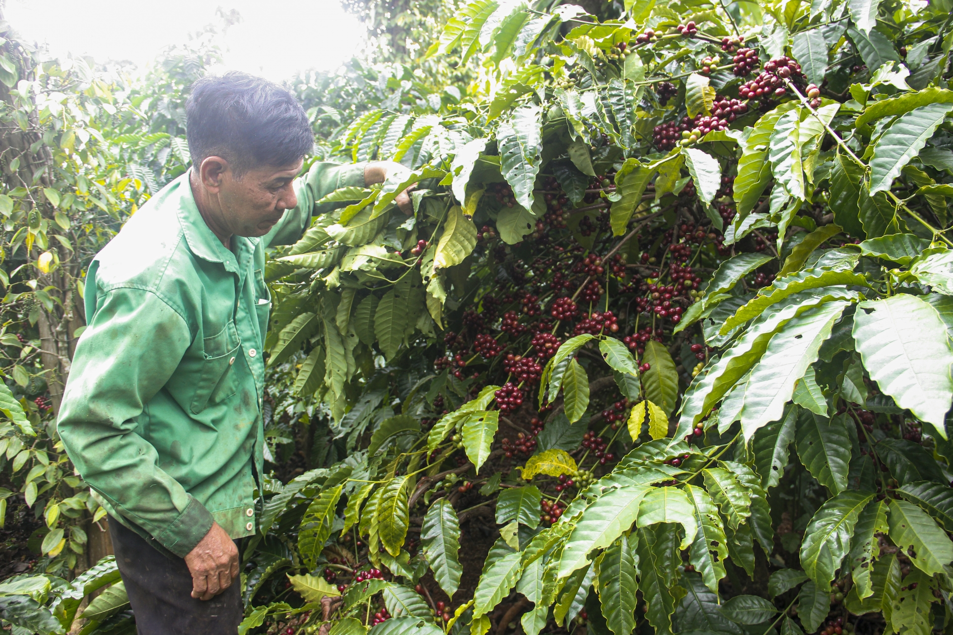 Đắk Lắk: Sản xuất nông nghiệp gắn với bảo vệ môi trường Đắk Lắk: Sản xuất nông nghiệp gắn với bảo vệ môi trường
