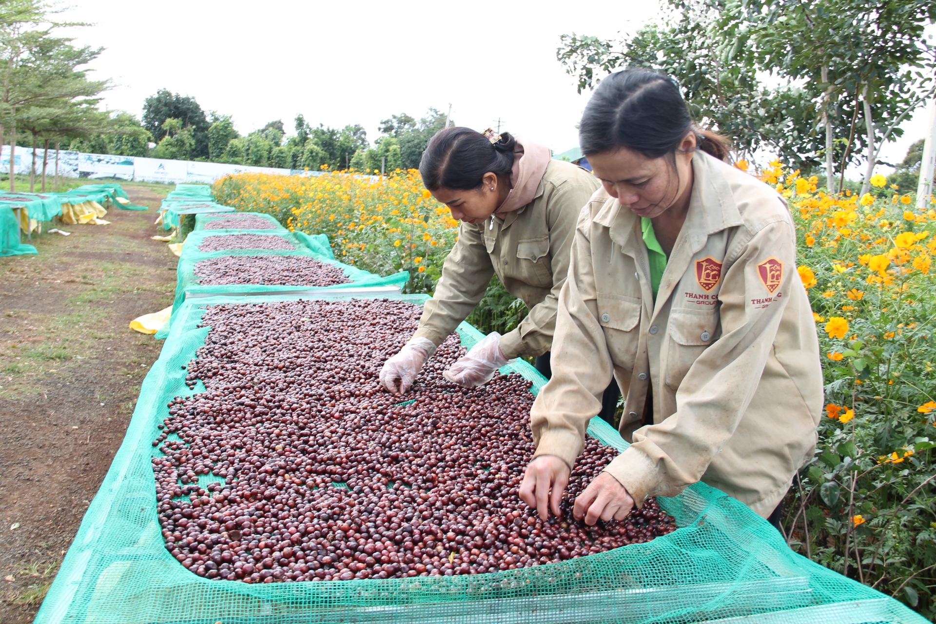 Đắk Lắk: Đổi mới tư duy để phát triển nông nghiệp bền vững Đắk Lắk: Đổi mới tư duy để phát triển nông nghiệp bền vững
