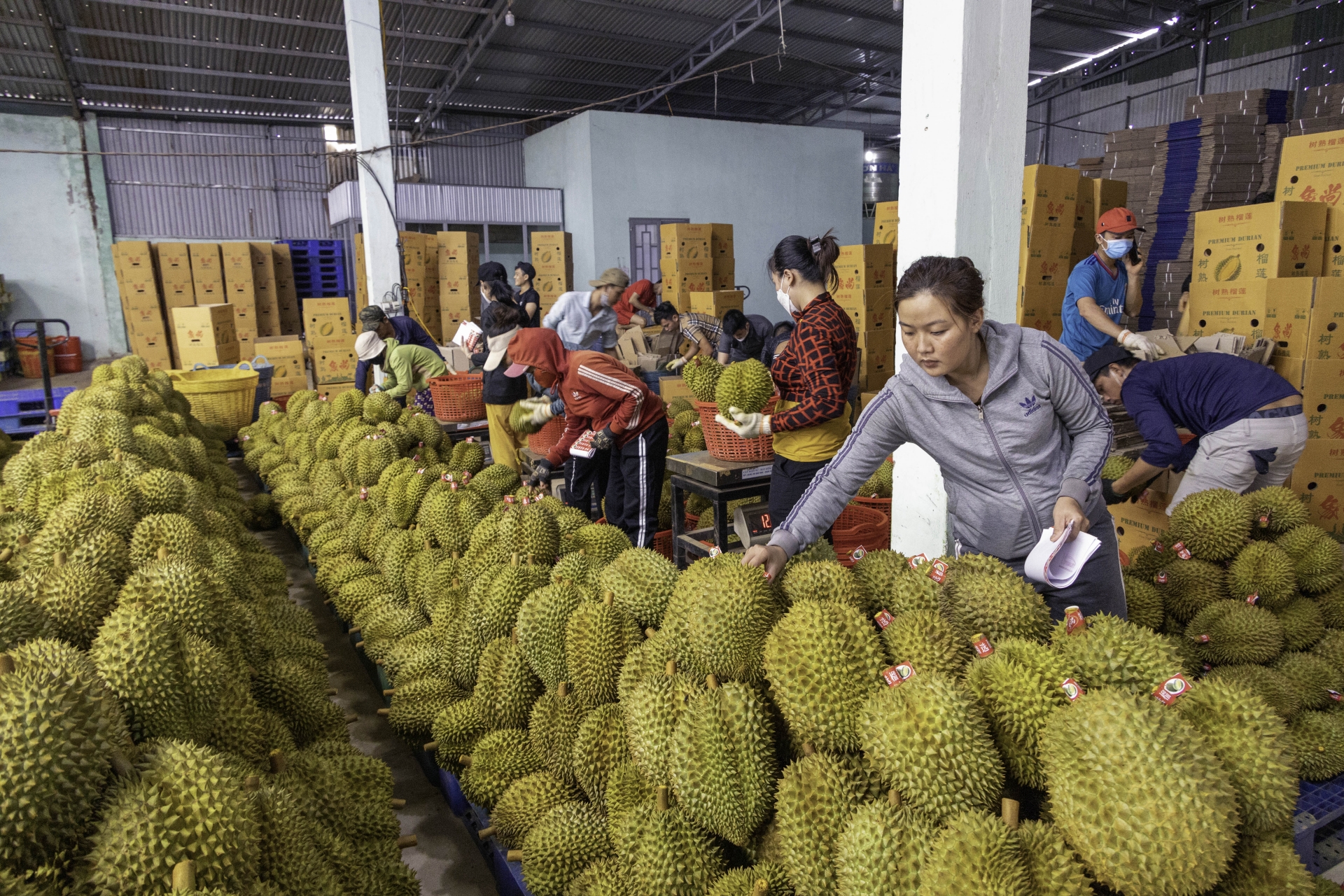 Đắk Lắk: Tìm kiếm cơ hội cho trái cây