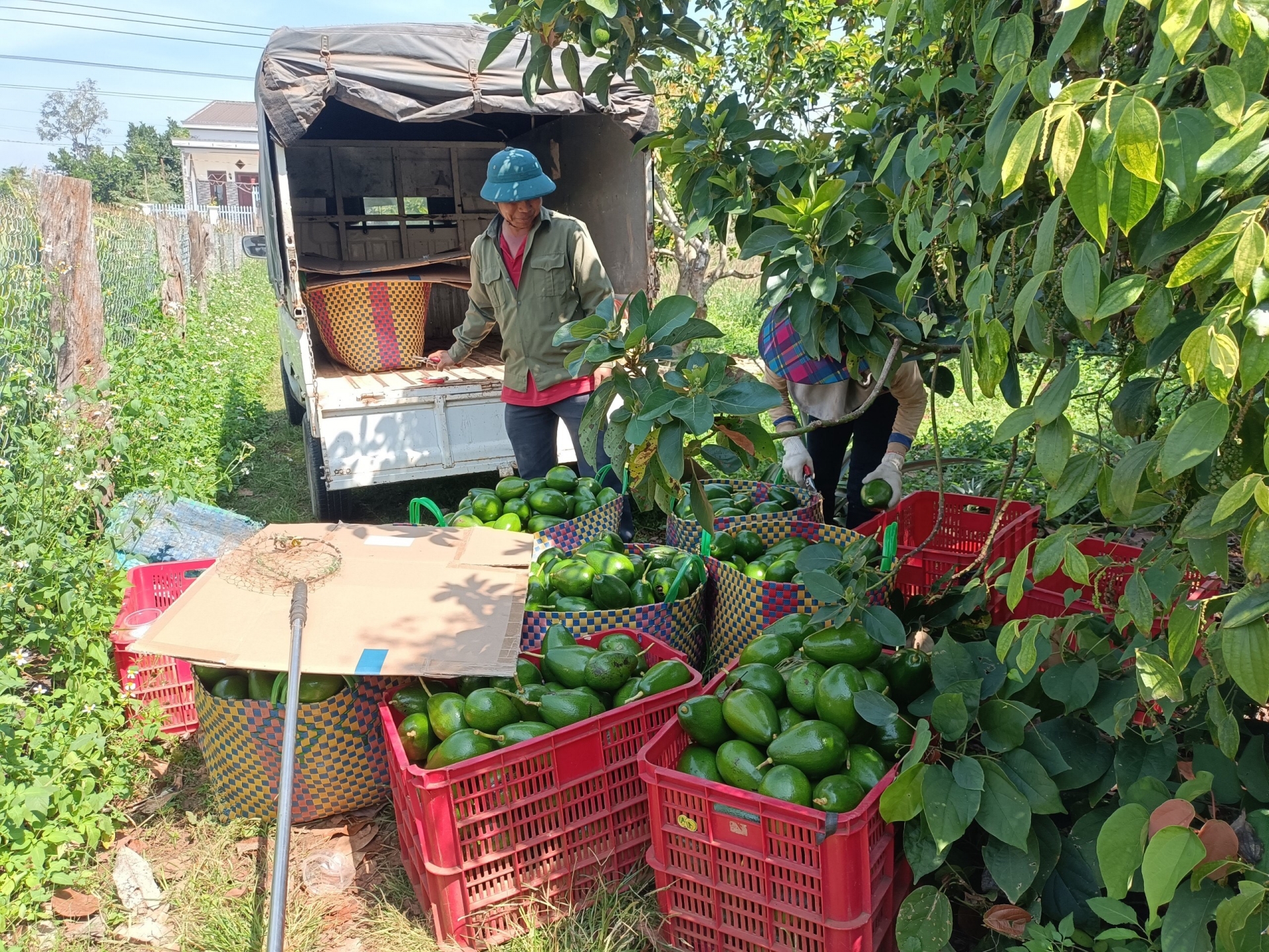 Đắk Lắk: Tìm kiếm cơ hội cho trái cây