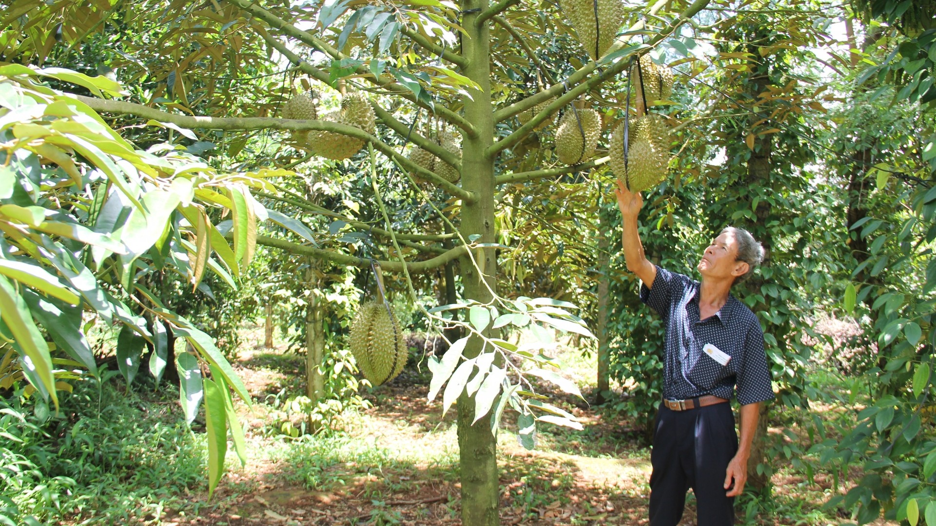 Đắk Lắk: Nâng cao giá trị nông sản: Câu chuyện ổn định vùng trồng, tuân thủ quy hoạch