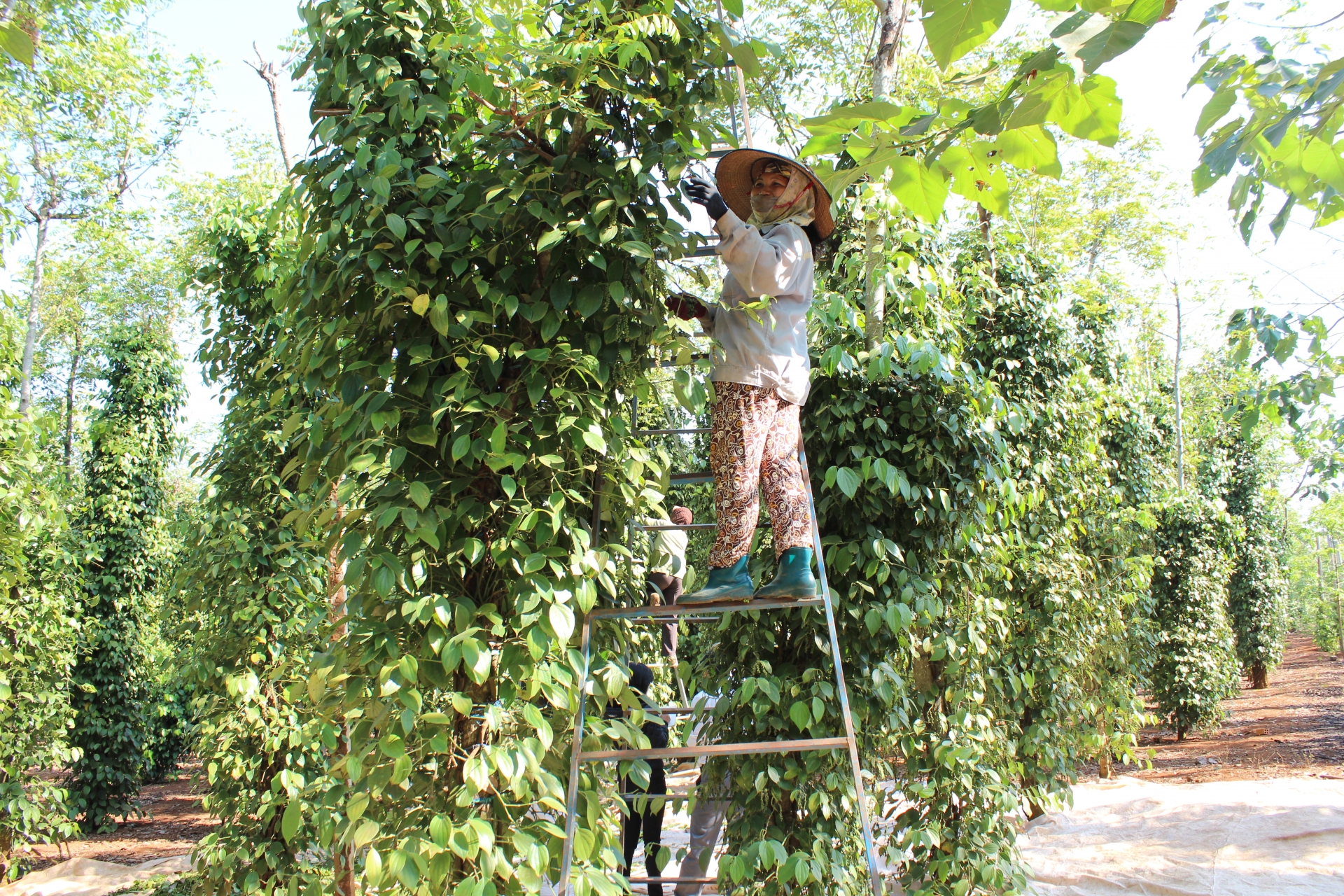 Đắk Lắk: Nâng cao giá trị nông sản: Câu chuyện ổn định vùng trồng, tuân thủ quy hoạch Đắk Lắk: Nâng cao giá trị nông sản: Câu chuyện ổn định vùng trồng, tuân thủ quy hoạch