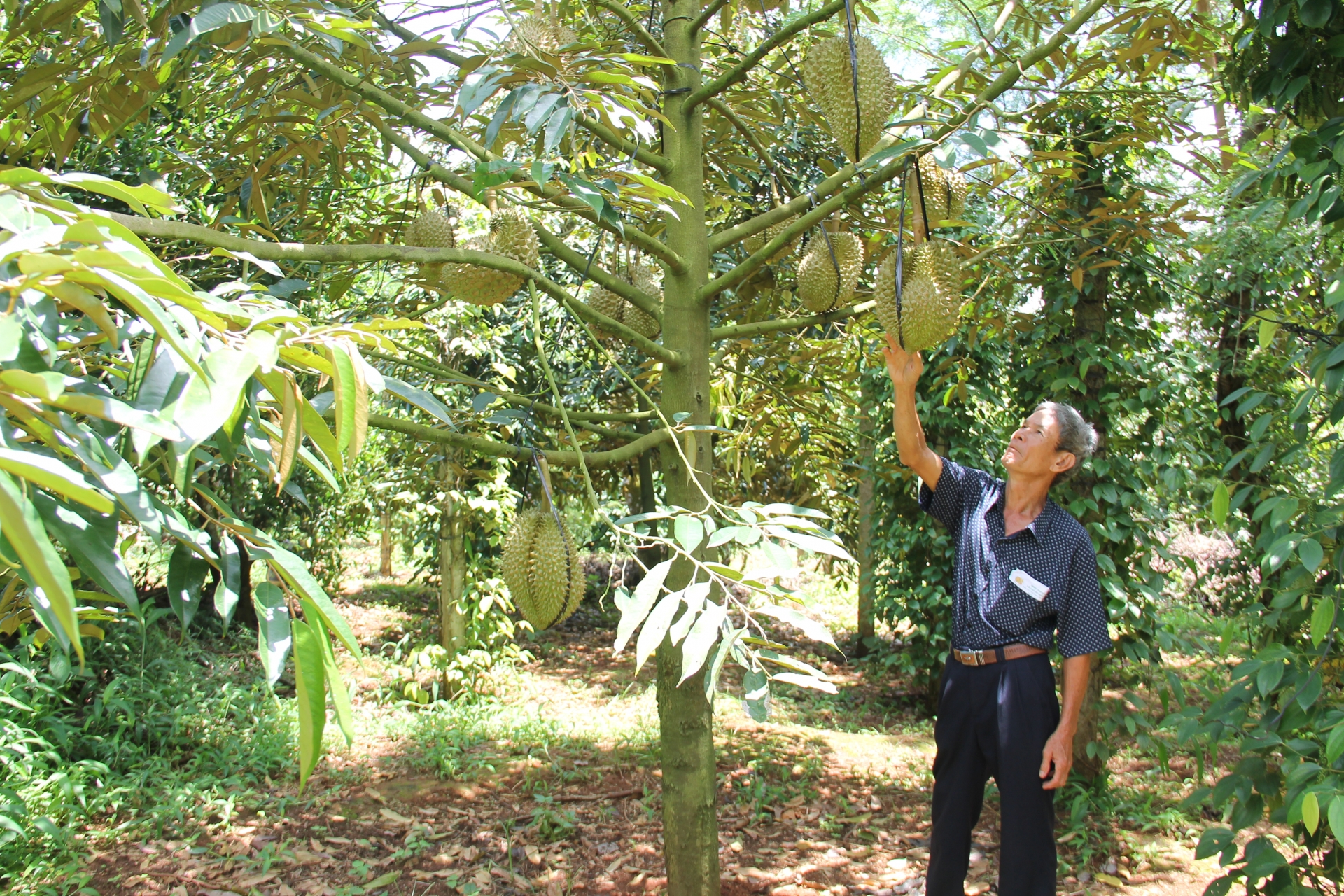 Đắk Lắk: Nâng cao giá trị nông sản: Câu chuyện ổn định vùng trồng, tuân thủ quy hoạch Đắk Lắk: Nâng cao giá trị nông sản: Câu chuyện ổn định vùng trồng, tuân thủ quy hoạch