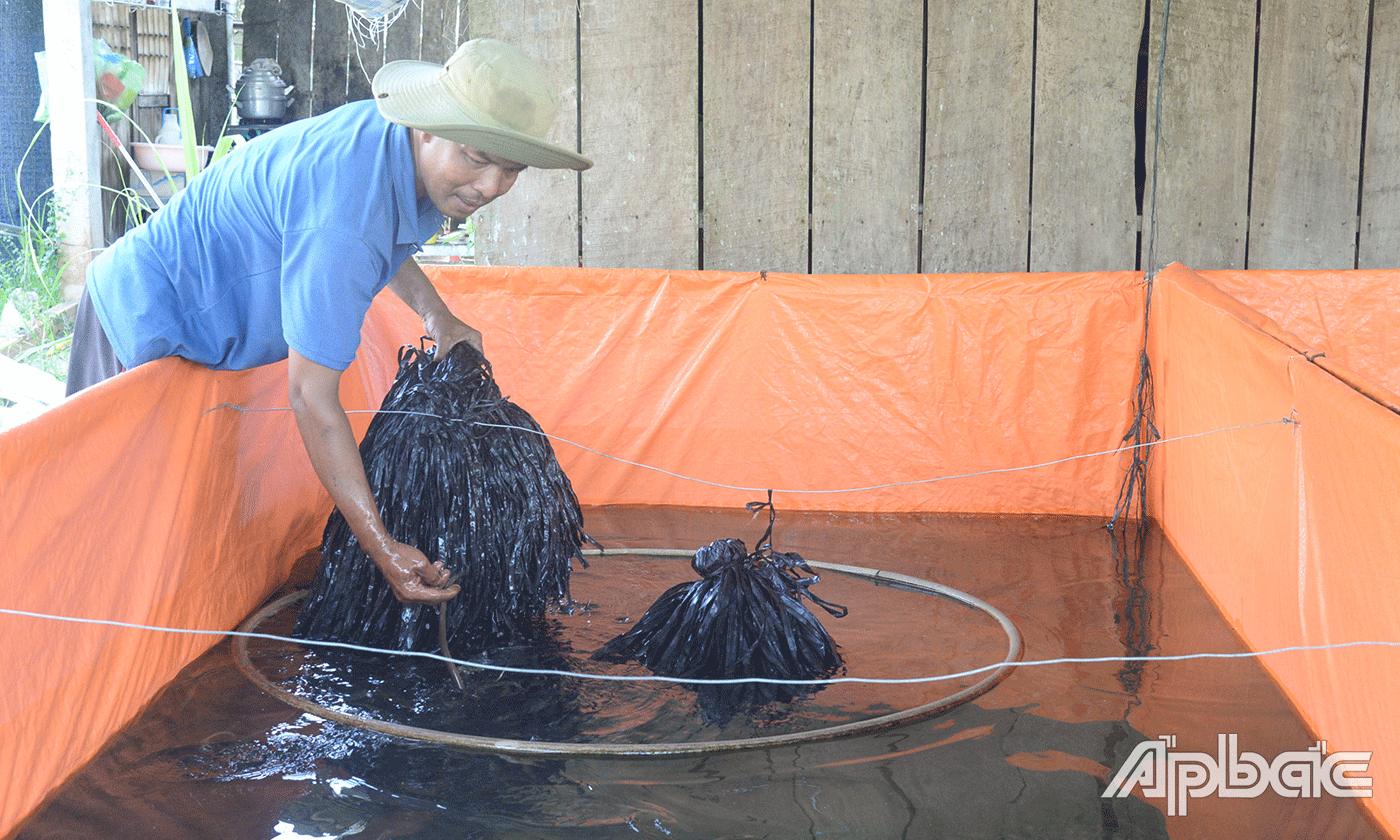 Nuôi lươn không bùn cho hiệu quả kinh tế cao