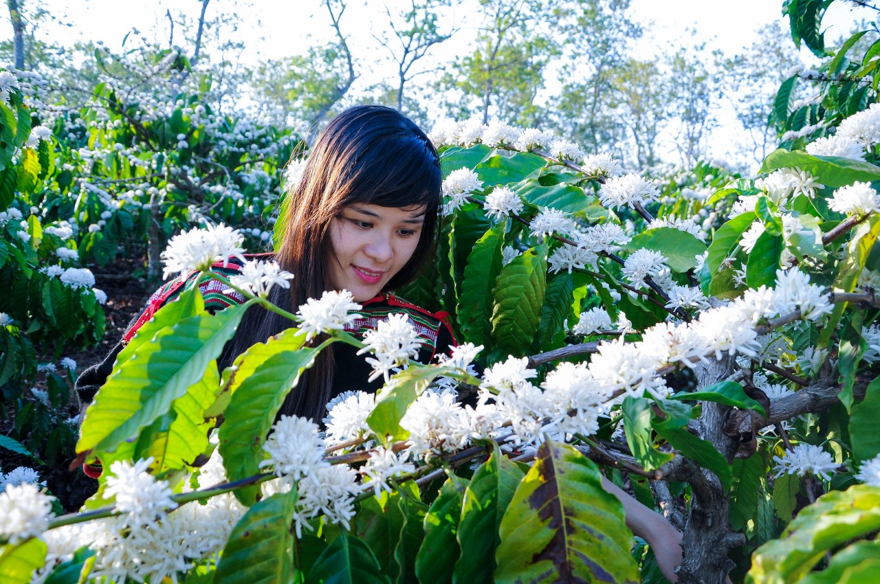 Đắk Lắk: Say thơm mùa hoa cà phê Đắk Lắk: Say thơm mùa hoa cà phê