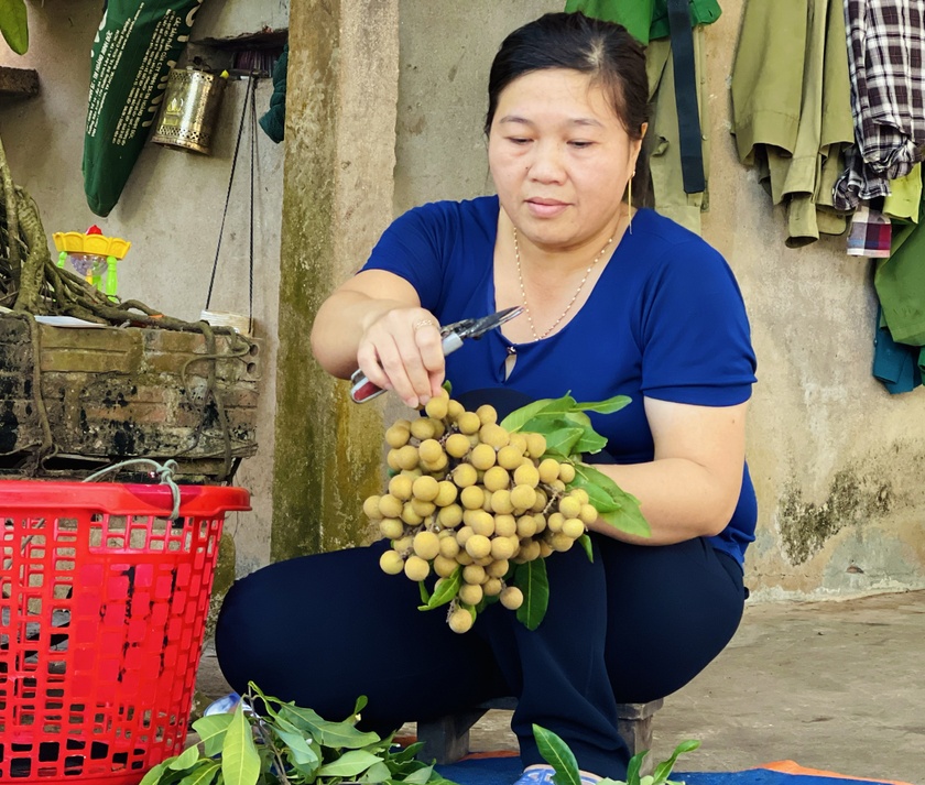 Nông dân phấn khởi khi nhãn trái vụ được mùa, giá cao ảnh 2