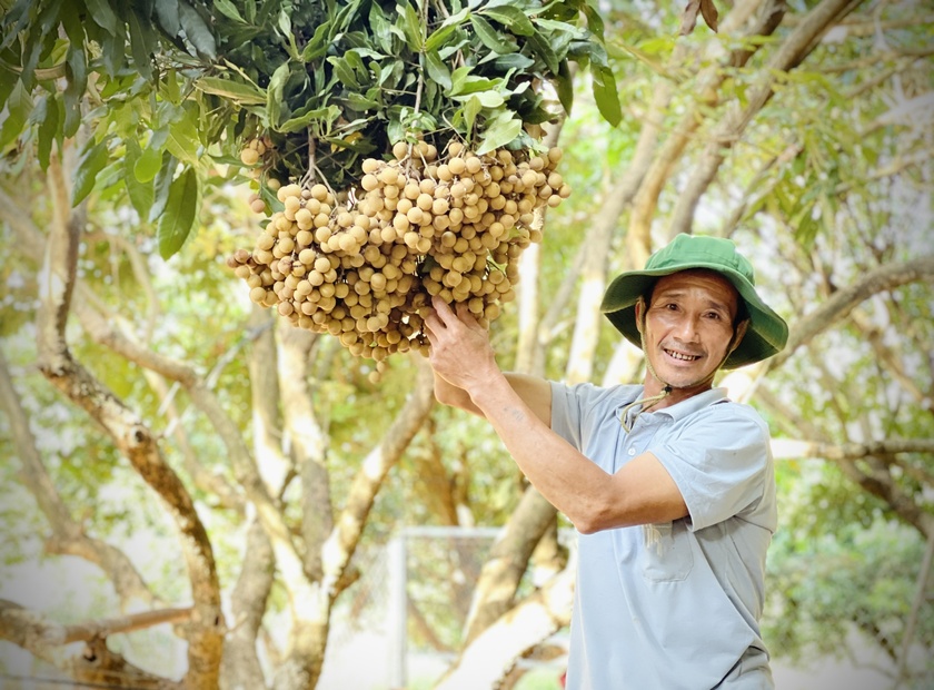 Nông dân phấn khởi khi nhãn trái vụ được mùa, giá cao ảnh 1