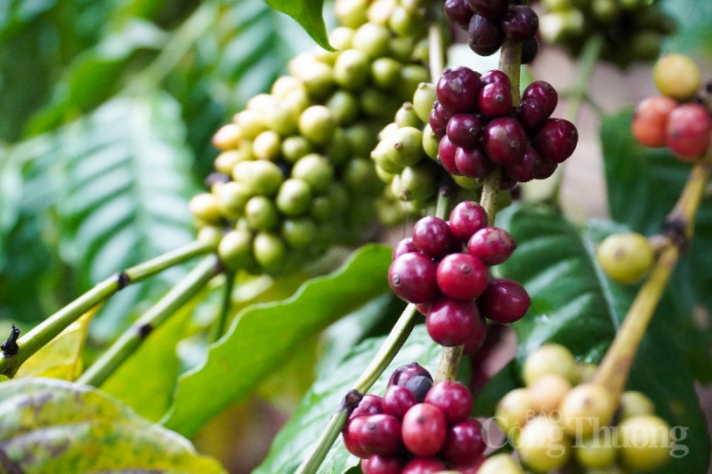Giá cà phê hôm nay, 21/2: Giá cà phê trong nước cao nhất 45.700 đồng/kg
