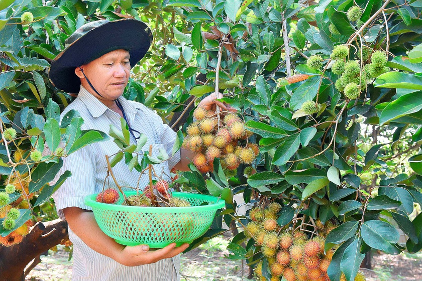 Phát triển cây ăn quả: Lĩnh vực nhiều tiềm năng  ảnh 1