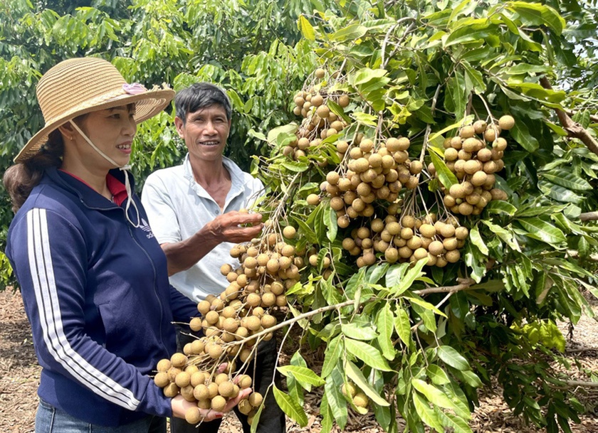 Phát triển cây ăn quả: Lĩnh vực nhiều tiềm năng  ảnh 2