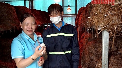 Hậu Giang: Phát triển mô hình trồng nấm rơm trong nhà