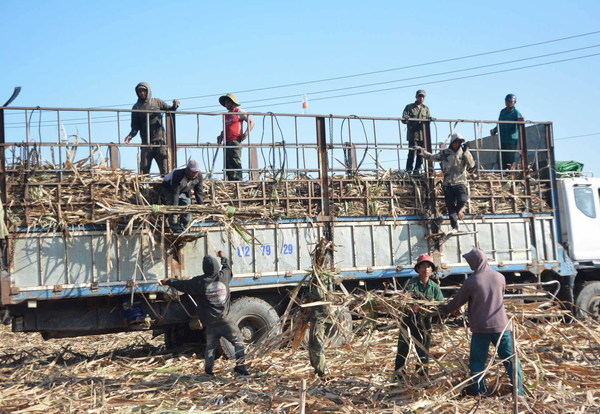 Đắk Lắk: Thời tiết bất lợi, nông dân trồng mía gặp khó