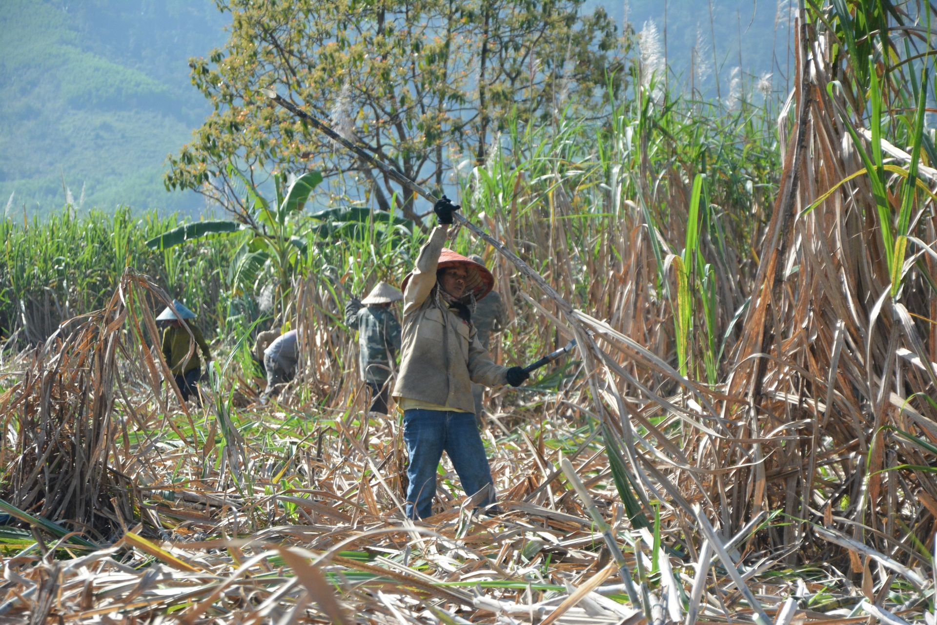 Đắk Lắk: Thời tiết bất lợi, nông dân trồng mía gặp khó