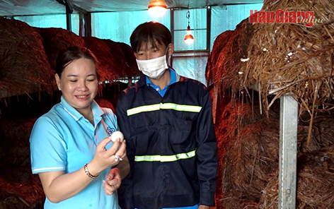 Phát triển mô hình trồng nấm rơm trong nhà