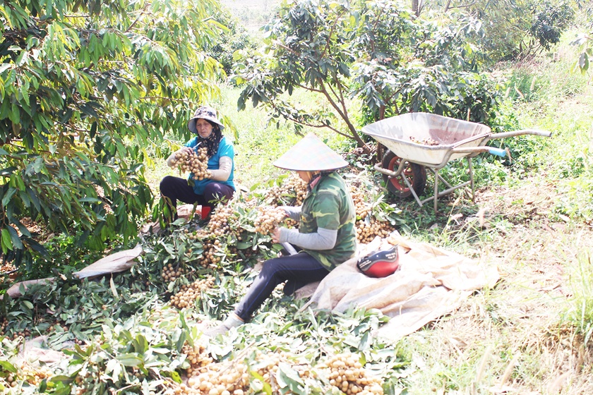 Gia Lai: Nông dân phấn khởi vì giá nông sản tăng cao Nông dân Gia Lai phấn khởi vì giá nông sản tăng cao ảnh 1