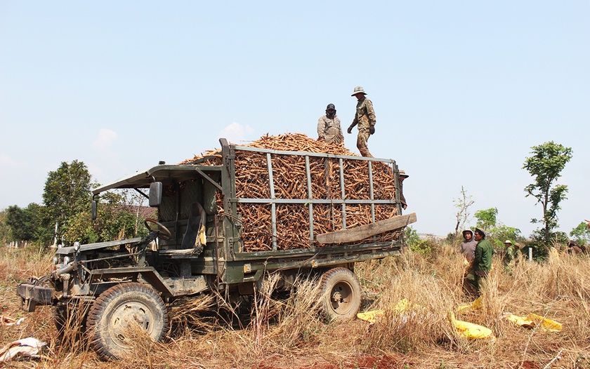 Gia Lai: Nông dân phấn khởi vì giá nông sản tăng cao Nông dân Gia Lai phấn khởi vì giá nông sản tăng cao ảnh 2