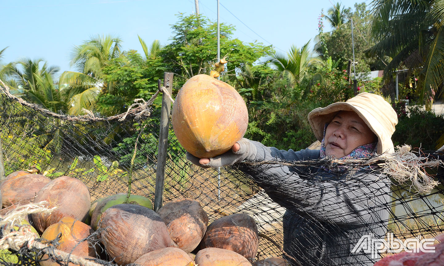 Tiền Giang: Nhiều loại nông sản giá thấp Thương lái thu hoạch dừa tươi tại xã Thanh Bình, huyện Chợ Gạo.
