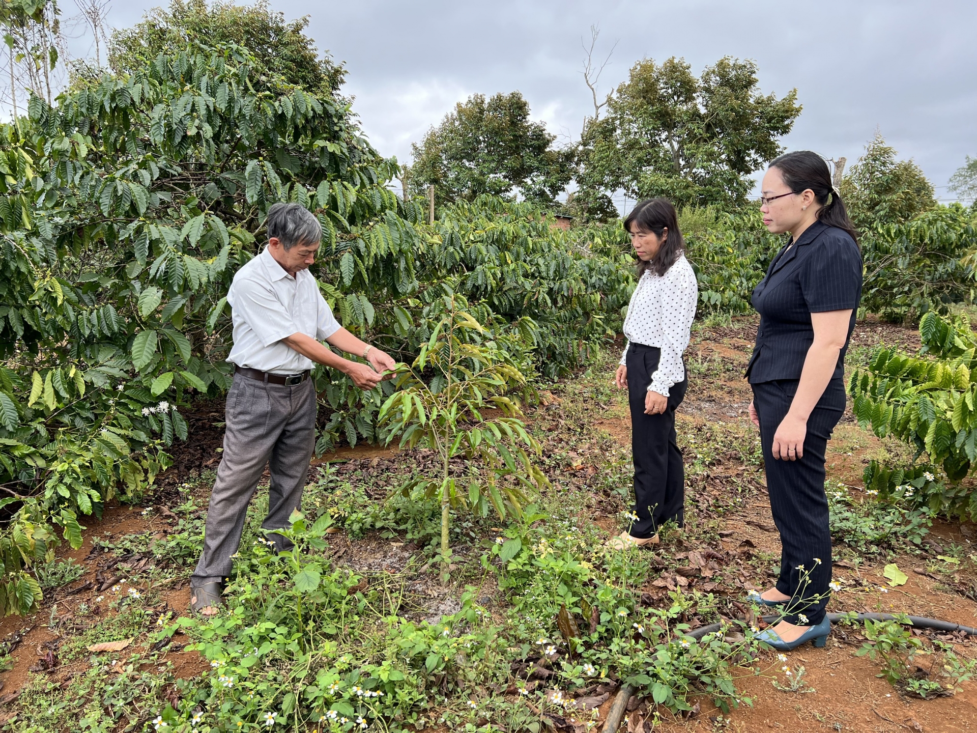 Đắk Lắk: Thận trọng trong “cơn sốt” sầu riêng