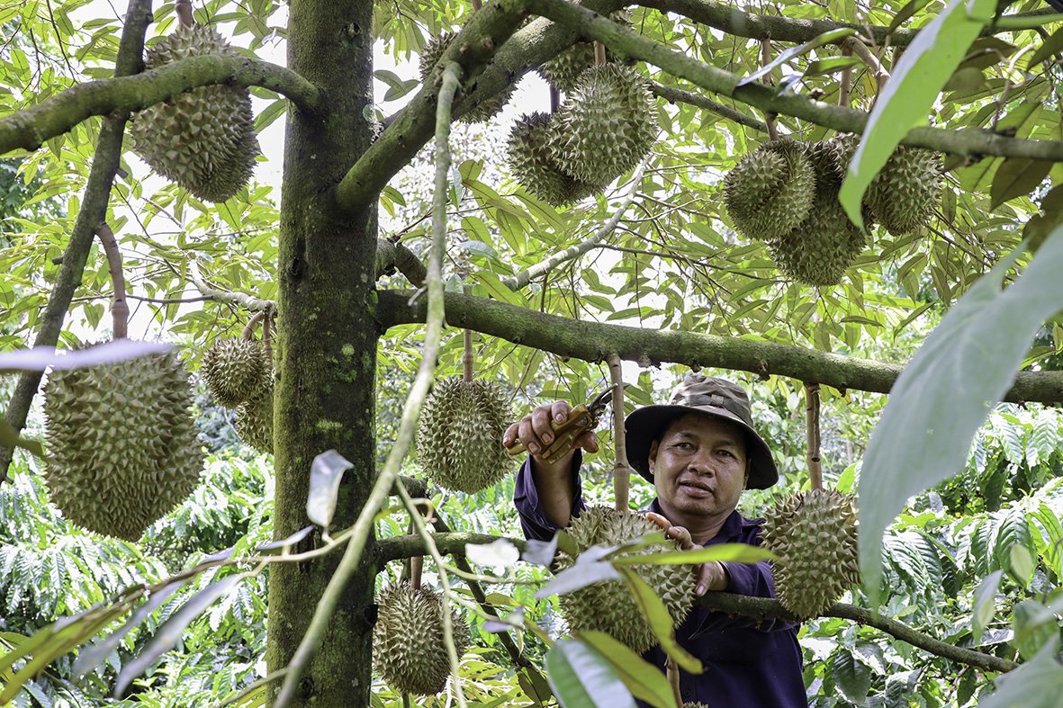 Đắk Lắk: Thận trọng trong “cơn sốt” sầu riêng