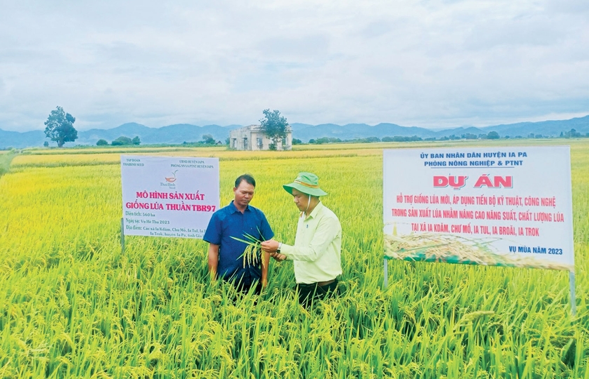 Cán bộ nông nghiệp hướng dẫn người dân kỹ thuật canh tác giống lúa mới. Ảnh: V.C