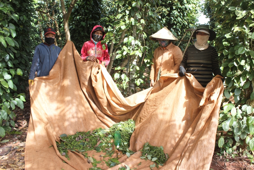 Giá hồ tiêu tăng khiến người trồng rất phấn khởi. Ảnh: N.D