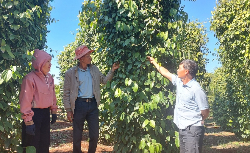 Vườn tiêu sạch của ông Vũ Đức Dân (làng Tung Mo B, xã Ia Dreng, huyện Chư Pưh) đang bắt đầu thu hoạch. Ảnh: N.D