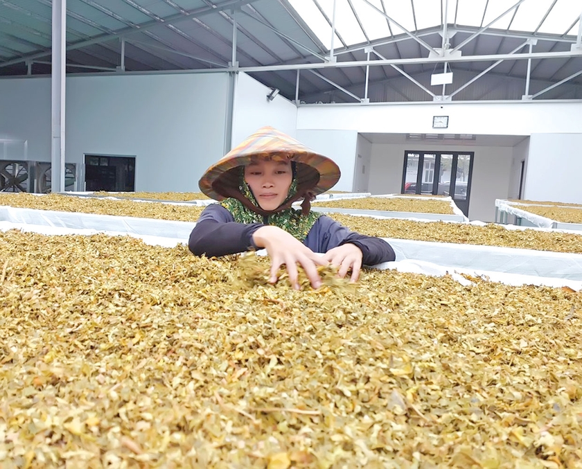 Lá trà hoa vàng được sơ chế bước đầu. Ảnh: N.D