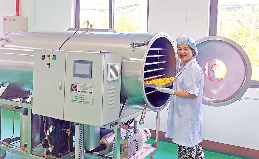 Hệ thống sấy trà hoa vàng. Ảnh: N.D