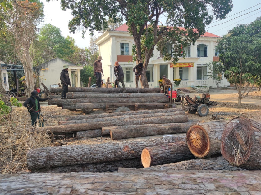 Tang vật vụ khai thác lâm sản trái phép tại tiểu khu 1003. Ảnh: T.D