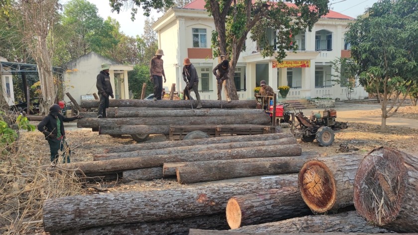 Gia Lai: Rừng biên giới Ia Mơr bị xâm phạm nghiêm trọng